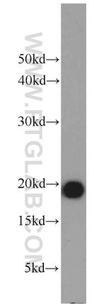 MZB1 Antibody in Western Blot (WB)