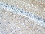 STXBP1 Antibody in Immunohistochemistry (Paraffin) (IHC (P))