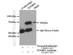 STXBP1 Antibody in Immunoprecipitation (IP)