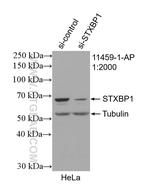 STXBP1 Antibody in Western Blot (WB)