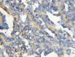 COX4I2 Antibody in Immunohistochemistry (Paraffin) (IHC (P))