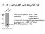 COX4I2 Antibody in Immunoprecipitation (IP)