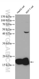 COX4I2 Antibody in Western Blot (WB)