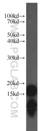 COX4I2 Antibody in Western Blot (WB)