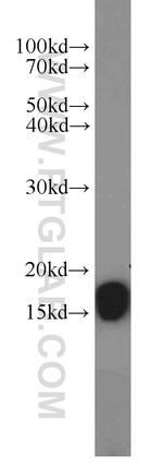 COX4I2 Antibody in Western Blot (WB)