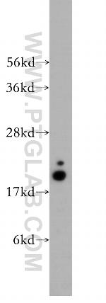 COX4I2 Antibody in Western Blot (WB)