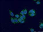 COX17 Antibody in Immunocytochemistry (ICC/IF)