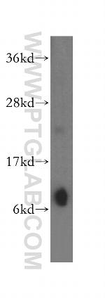 COX17 Antibody in Western Blot (WB)