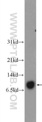 COX17 Antibody in Western Blot (WB)