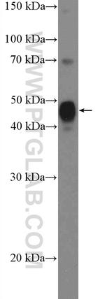 SPDEF Antibody in Western Blot (WB)