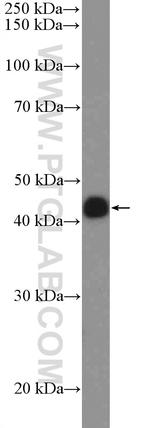 SPDEF Antibody in Western Blot (WB)