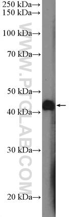 SPDEF Antibody in Western Blot (WB)