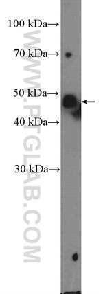 SPDEF Antibody in Western Blot (WB)