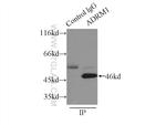 ADRM1 Antibody in Immunoprecipitation (IP)