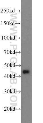 ADRM1 Antibody in Western Blot (WB)