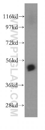 PSMD5 Antibody in Western Blot (WB)