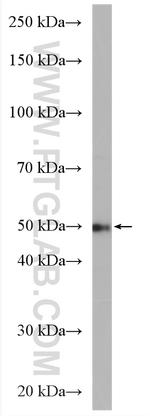 PSMD5 Antibody in Western Blot (WB)