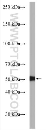 PSMD5 Antibody in Western Blot (WB)