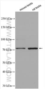 EFHC1 Antibody in Western Blot (WB)