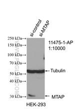 MTAP Antibody in Western Blot (WB)