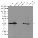 MTAP Antibody in Western Blot (WB)