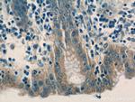 TRIM5 Antibody in Immunohistochemistry (Paraffin) (IHC (P))