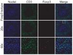 FOXP3 Antibody in Flow Cytometry (Flow)