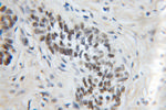 MPG Antibody in Immunohistochemistry (Paraffin) (IHC (P))