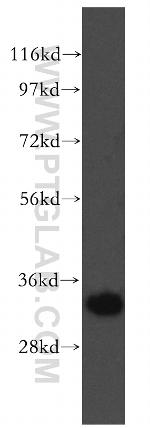 MPG Antibody in Western Blot (WB)