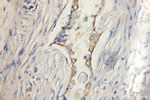 AGS3 Antibody in Immunohistochemistry (Paraffin) (IHC (P))