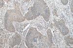 AGS3 Antibody in Immunohistochemistry (Paraffin) (IHC (P))