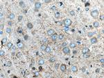 SCN1B Antibody in Immunohistochemistry (Paraffin) (IHC (P))