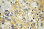 SCRN2 Antibody in Immunohistochemistry (Paraffin) (IHC (P))