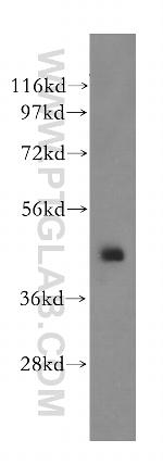 SCRN2 Antibody in Western Blot (WB)