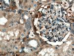 APOL1 Antibody in Immunohistochemistry (Paraffin) (IHC (P))