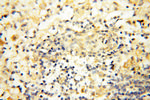 APOL1 Antibody in Immunohistochemistry (Paraffin) (IHC (P))