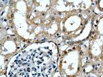 APOL1 Antibody in Immunohistochemistry (Paraffin) (IHC (P))