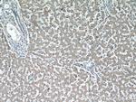 APOL1 Antibody in Immunohistochemistry (Paraffin) (IHC (P))