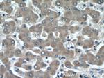 APOL1 Antibody in Immunohistochemistry (Paraffin) (IHC (P))