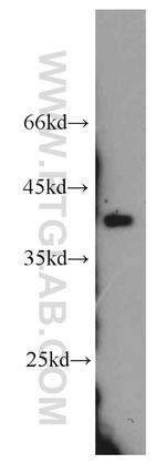 APOL1 Antibody in Western Blot (WB)