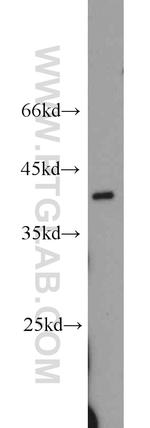 APOL1 Antibody in Western Blot (WB)