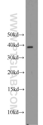 APOL1 Antibody in Western Blot (WB)