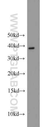 APOL1 Antibody in Western Blot (WB)