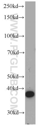 APOL1 Antibody in Western Blot (WB)