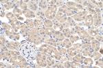 APOL1 Antibody in Immunohistochemistry (Paraffin) (IHC (P))