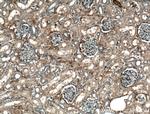 APOL1 Antibody in Immunohistochemistry (Paraffin) (IHC (P))