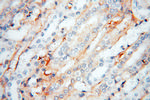 APOL1 Antibody in Immunohistochemistry (Paraffin) (IHC (P))