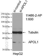 APOL1 Antibody in Western Blot (WB)