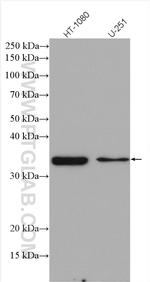 SCMH1 Antibody in Western Blot (WB)