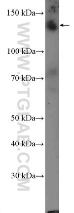 CAPS1 Antibody in Western Blot (WB)